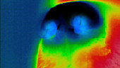 Thermogram of a dog nose