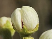 Pear flower opening, close-up