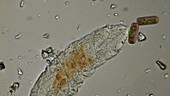 Tardigrade in meltwater, light microscopy