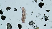 Tardigrade in meltwater, light microscopy
