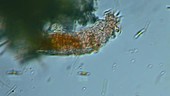 Rotifer in meltwater, light microscopy