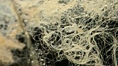 Cave nematodes, light microscopy