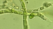 Euglenoids in Rio Tinto, light microscopy