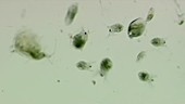 Zooplankton, light microscopy