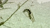 Caddis fly larva, light microscopy