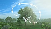 Land carbon cycle, animation