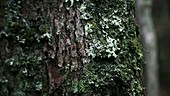 Moss covered tree in Appalachians