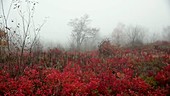 Mountain fog in Appalachians