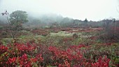 Mountain fog in Appalachians