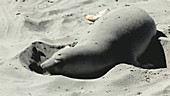 Northern elephant seal on beach