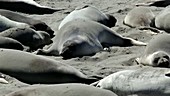 Northern elephant seals on beach