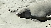 Northern elephant seal flipping sand