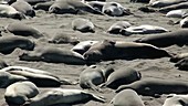 Northern elephant seals on beach