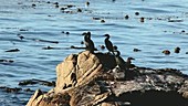 Brandt's cormorants