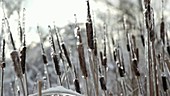 Bulrushes after an ice storm