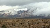 Mojave desert after rain