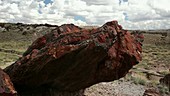 Fossilised log in Petrified Forest