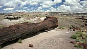 Fossilised log in Petrified Forest
