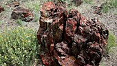 Fossilised logs in Petrified Forest