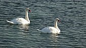 Mute swans in winter