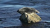 Seal resting on rocks