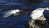 Seals resting on rocks