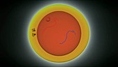 Mitosis cell division, animation