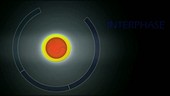 Cell life cycle, animation