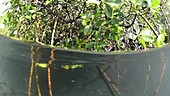 Mangrove, below and above the surface