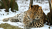 Amur leopard in snow