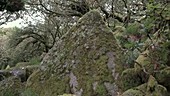 Moss covered trees