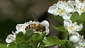 Honeybee on blossom