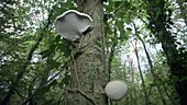 Birch polypore fungus