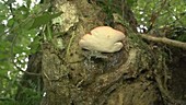 Beefsteak fungus on tree trunk