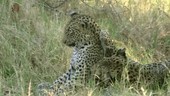 Leopards playing