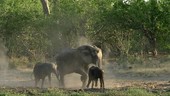 African elephants in dust