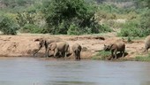 African elephant drinking