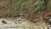 Blue wildebeest migrating