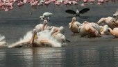 Great white pelicans bathing
