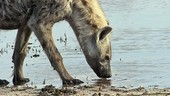 Spotted hyena drinking