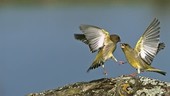 European greenfinches fighting