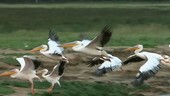 Great white pelicans flying