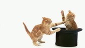 Tabby kittens play fighting