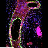 Blood vessel, fluorescence microscopy