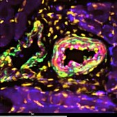 Blood vessels, fluorescence microscopy