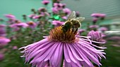 Bee pollinating flower