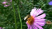 Bee pollinating flower