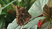 Morpho sp butterfly
