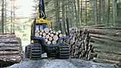 Freshly cut timber