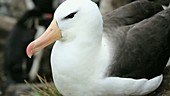 Black browed albatross